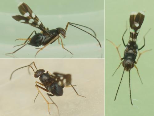 Callipteroma sexguttata